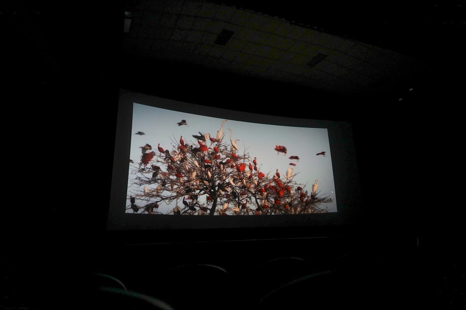 Embajada de Colombia en Rusia con apoyo del Consulado Honorario de Colombia en Ereván organizó la presentación del documental “The Birders” en Armenia